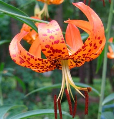 lilium_superbum_