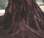 metasequoia-glyptostroboides Dawn metasequoia trunk 3