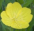 primrose Missouri Oenothera missuriensis sm