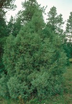 Juniperus_Rocky Mt J scopulorum Dave Powell, USDA Forest Service