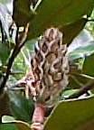 Magnolia Southern cone leaves