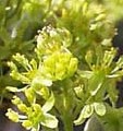 Sassafras albidum, flowers