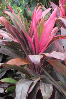 To Cordyline fruticosa