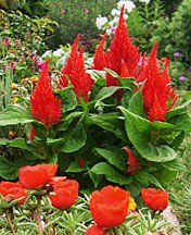 celosia-n-portulaca orange