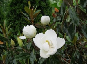 magnolia-little-gem-3-stages-of-flowers