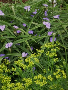 tradescantia-rue