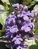 Ajuga Purple Brocade fl