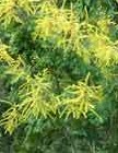 Golden rain tree Koelreuteria paniculata tree