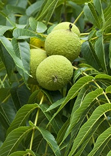 Juglans nigra black walnut