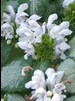 Lamium_White Nancy flowers