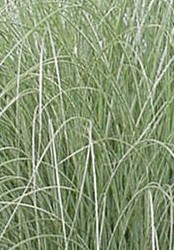 Miscanthus Morning light 2