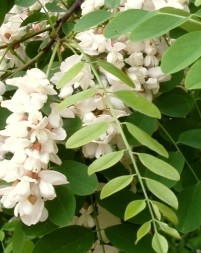 Robinia pseudoacacia Locust black