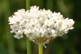 allium-nigrum-2