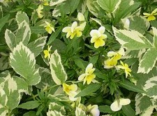 bishops-weed Aegopodium podagraria Variegatum pansies