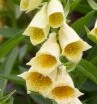 foxglove Digitalis grandiflora