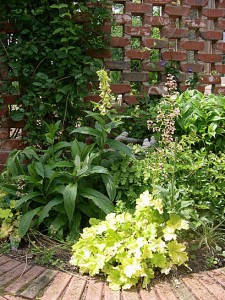 Image of Coral bells and foxgloves