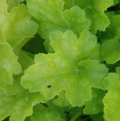 heuchera_key_lime_pie_