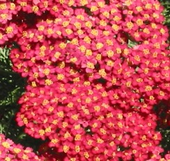 Achillea millifolium Paprika huge