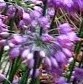 Allium thunbergii Ozawa 3