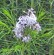 Amsonia hubrechtii blue star