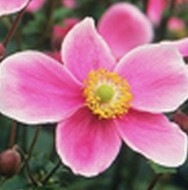 Anemone Jap A hupehensis Haspen Abundance