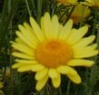 Anthemis tintora Grallach