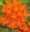 Asclepias tuberosa Butterfly weed