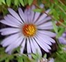 Aster oblongifolius October Skies