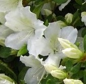 Azalea Rho Delaware Vallkey White detail