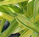 Bamboo Yel striped Arundinaria viridistriata