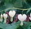 Bleeding heart white dicentra_spect_alba