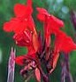 Canna_Australia flower 2