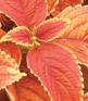 Coleus Rustic Orange