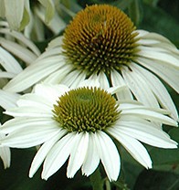 Cone flower white Swan