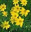 Coreopsis Zagreb