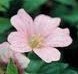 Cranesbill Bressingham Delight