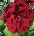 Dianthus caryophyllus King of the Blacks clump