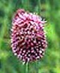 Drumstick allium-sphaerocephalon-