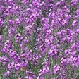 Erysimum linifolium Bowle Mauve