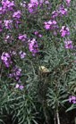 Erysimum linifolium Bowle Mauve