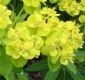 Euphorbia palustsris marsh spurge