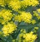 Goldenerod Upright Solidago rigida