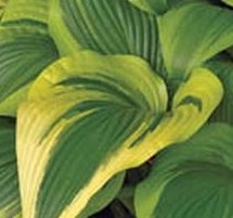 Hosta montan Aureomarginata