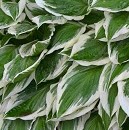 Hosta undulata Albomarginata 2