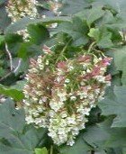 Hydrangea quercifolia snowflake