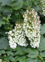 Hydrangea quercifolia snowflake