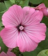 Lavatera-trimestris-silver-cup-rose-mallow