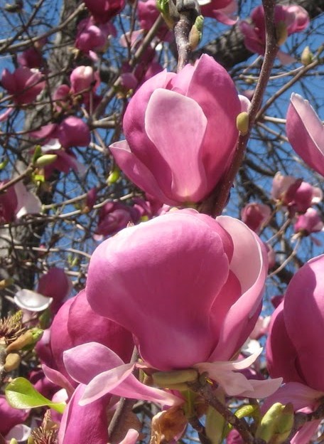 Magnolia soulangiana