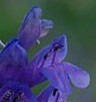 Penstemon_strictus_flowers