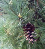 Pinus_peuce_needles n cones Wiki